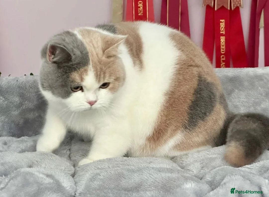 British Shorthair cats for sale: Beautiful British Female - Advert 2