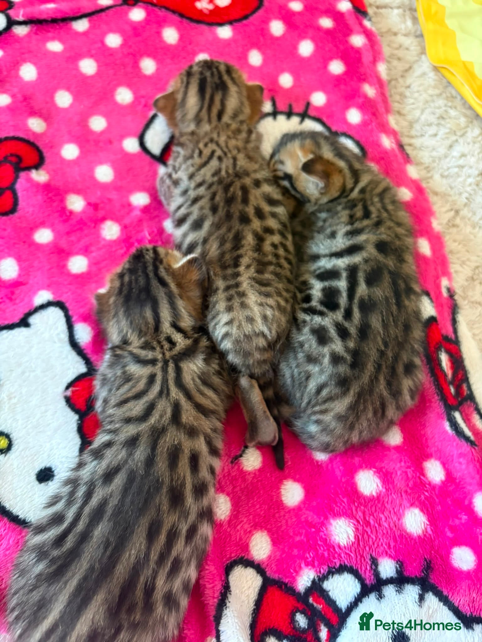 Bengal cats Pure bengal kittens - Advert 19