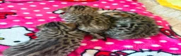 Bengal cats for sale: Pure bengal kittens in Oswestry - Advert 6