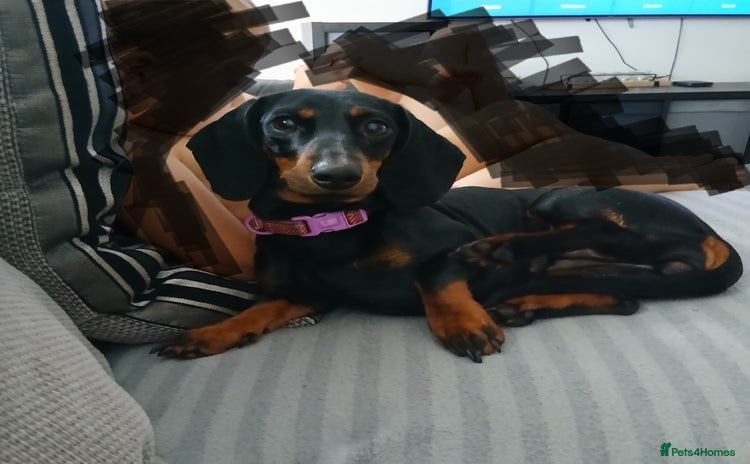 Miniature Dachshund dogs - Advert 2