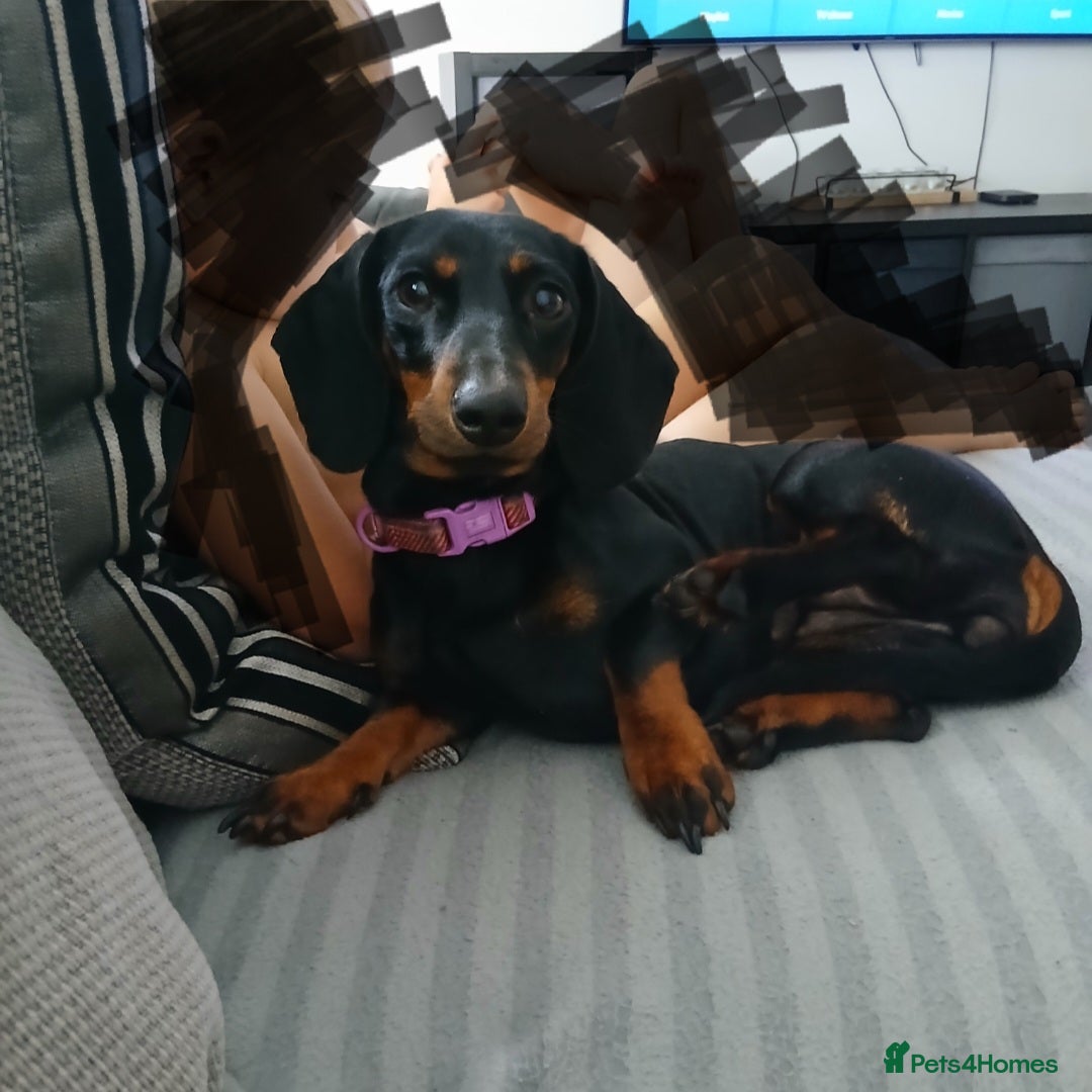 Miniature Dachshund dogs for sale: Miniature Dachshund - Image 1