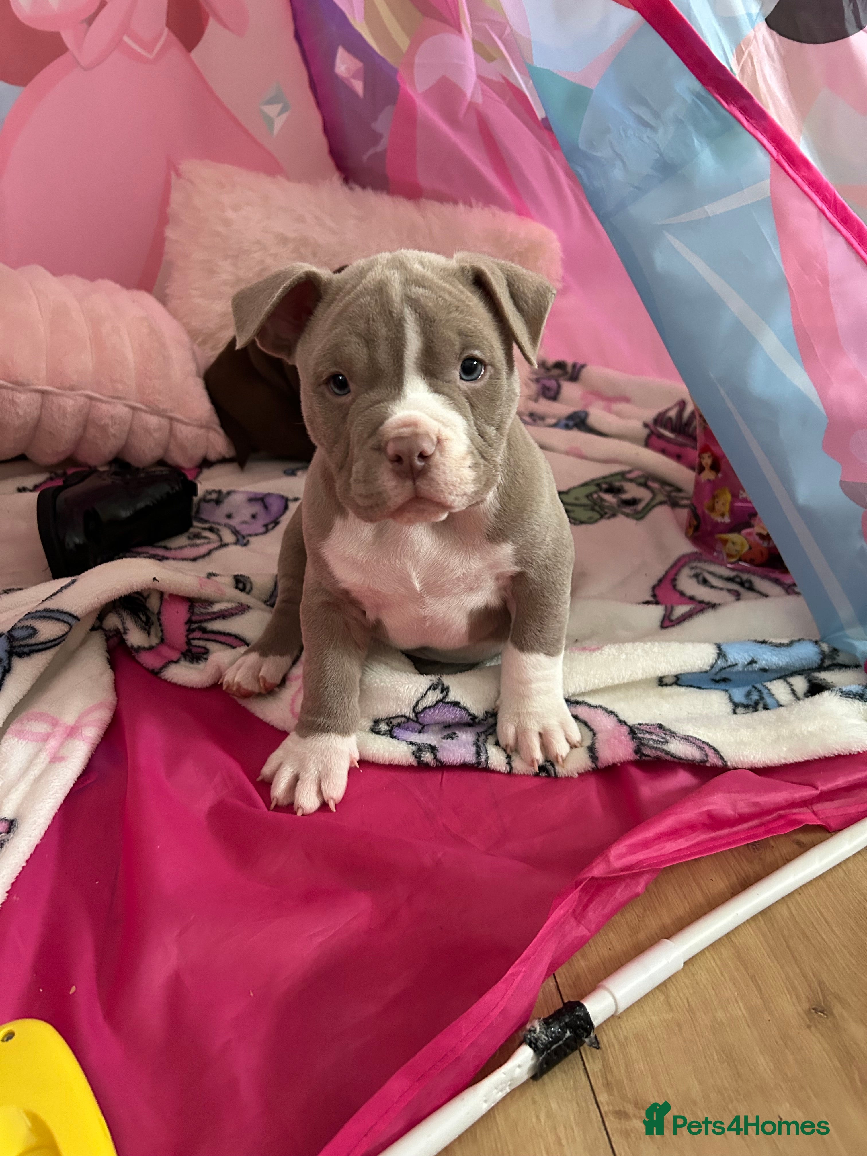 American Bully dogs American pocket bullys - Advert 13