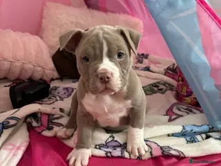 American Bully dogs American pocket bullys - Advert 13