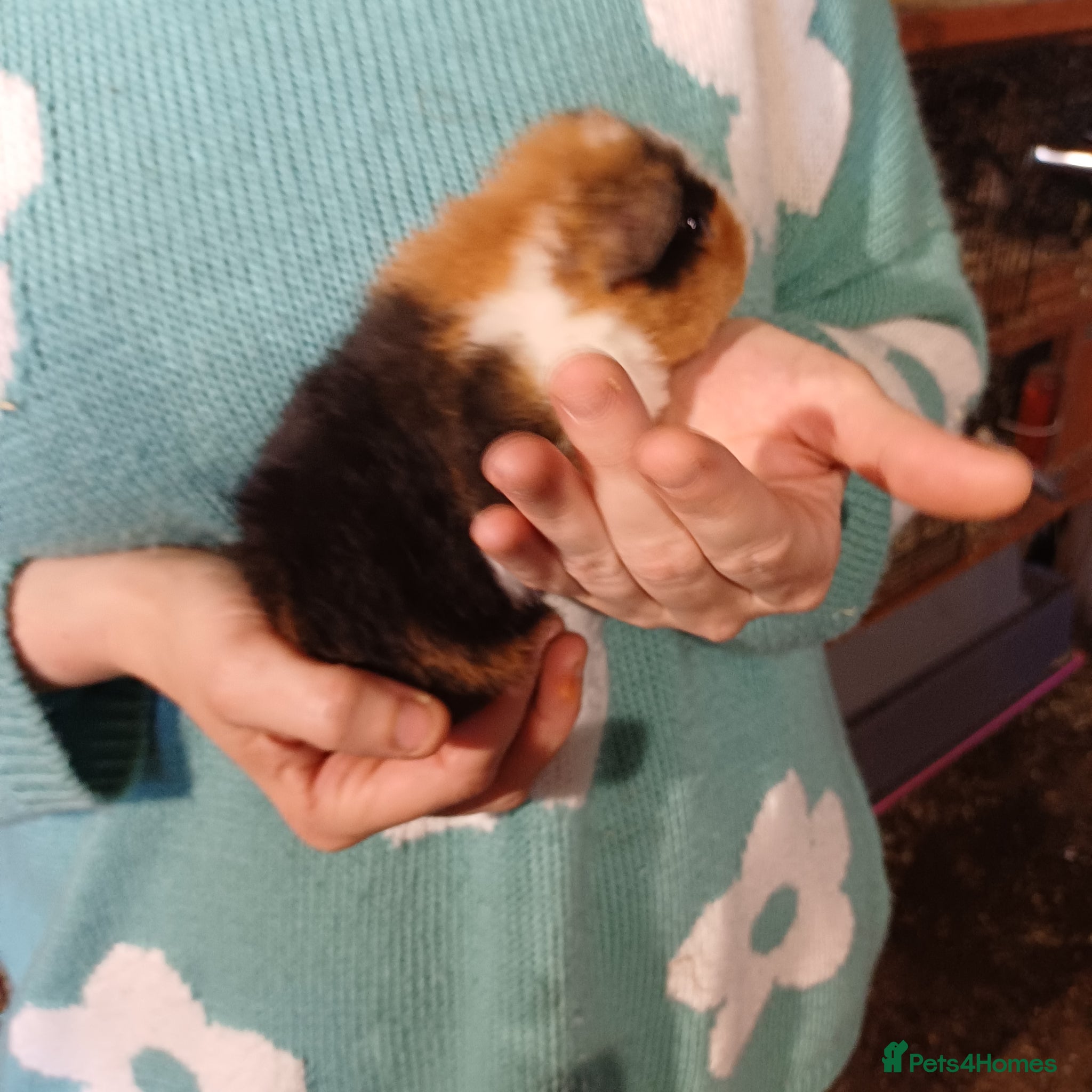 Guinea Pig rodents   Pure teddy BABY  boys GUINEA PIGS - Advert 22