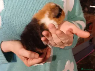 Guinea Pig rodents Pure teddy BABY boys GUINEA PIGS - Advert 22