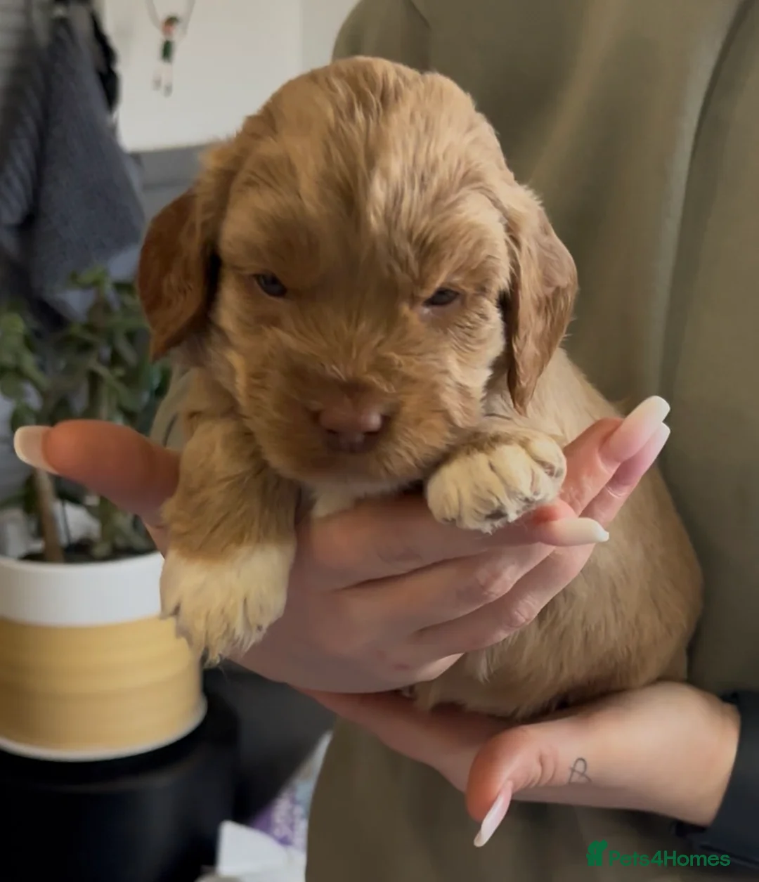 Cockapoo dogs for sale: 8 beautiful puppies - Advert 9