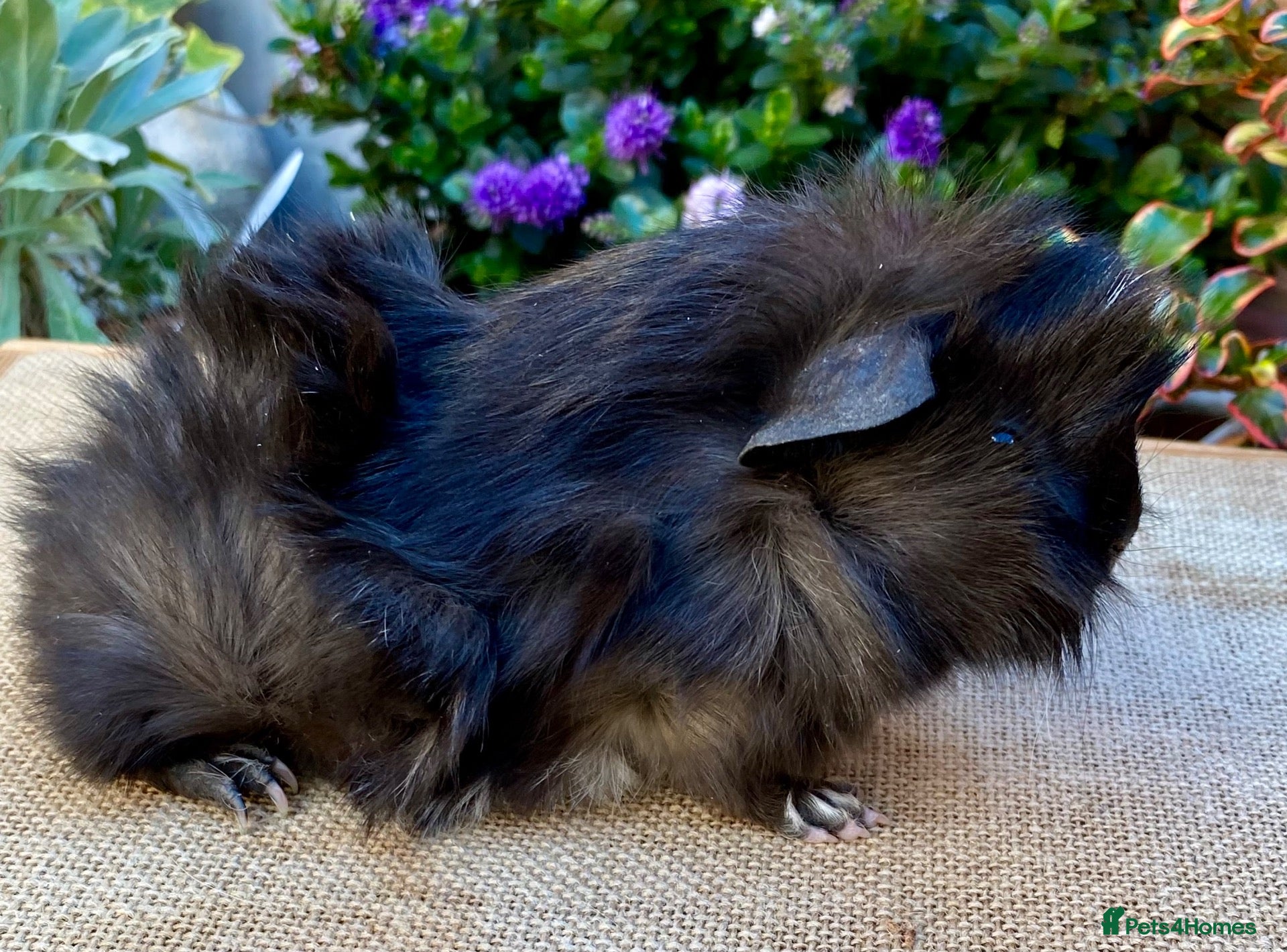 Guinea Pig rodents Baby male Guinea-pis - Advert 1