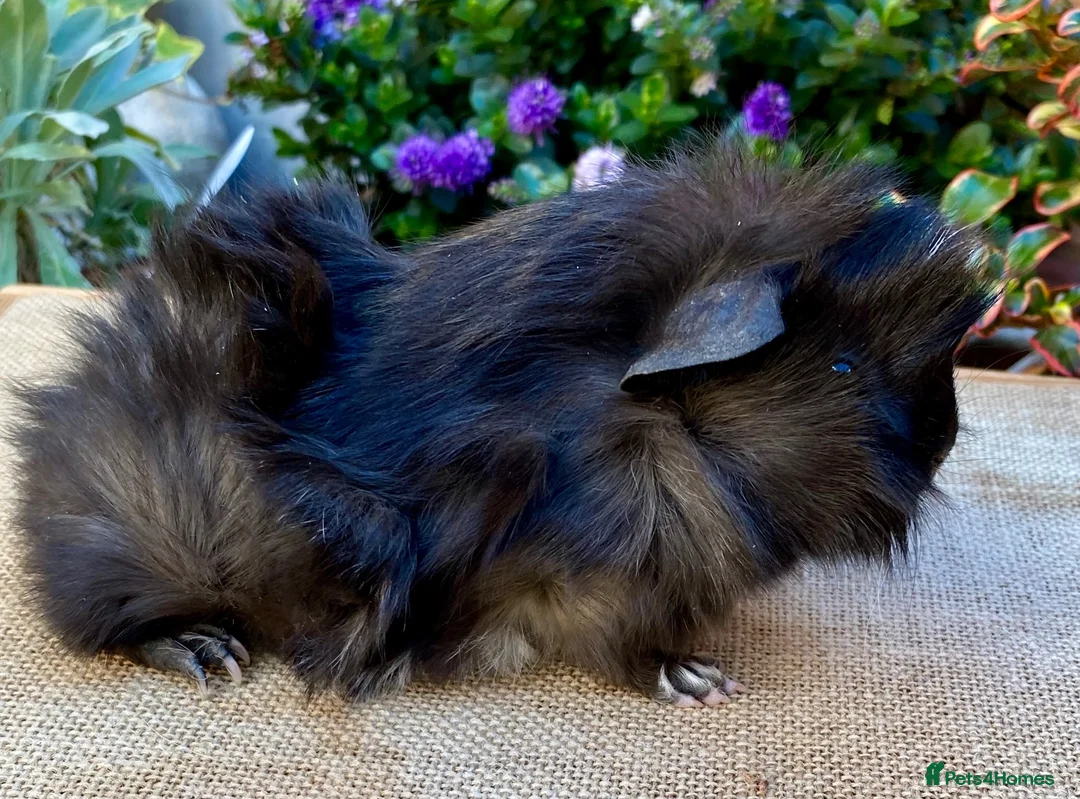 Guinea Pig rodents for sale: Baby male Guinea-pis in Crawley - Advert 1