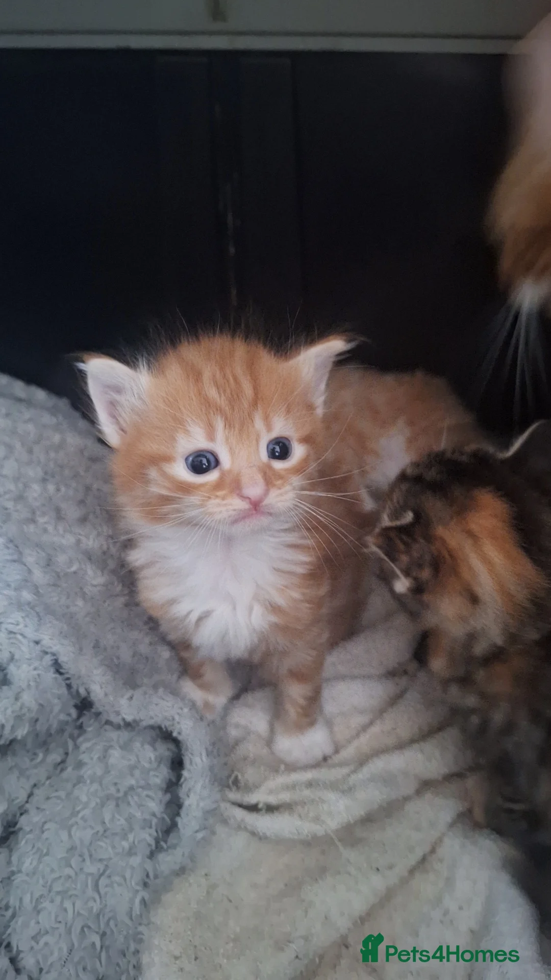 Mixed Breed cats for sale: Beautiful long haired kittens, very playful - Advert 9