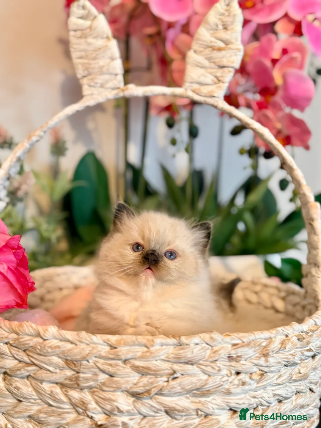 Ragdoll cats for sale: 🩷✨🏅GRAND CHAMP LINE TOP QUALITY RAGDOLLS - Advert 26