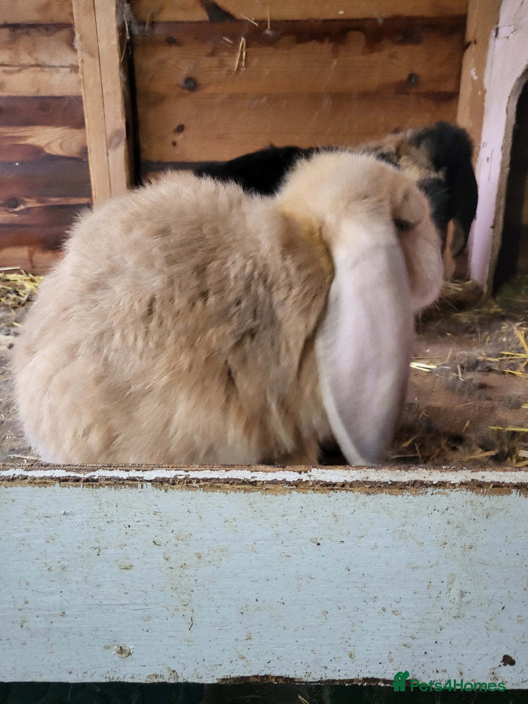 French Lop rabbits for sale: Giant French lops  - Image 4