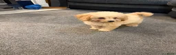 Labradoodle dogs for sale: 💙 Miniature labradoodle 15 weeks old ready now💙 - Advert 18
