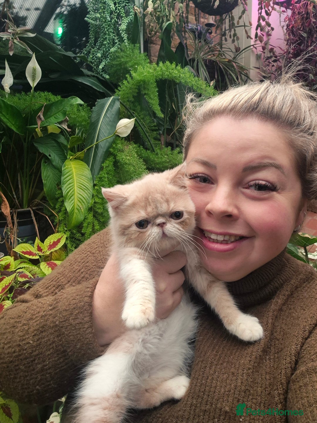 Exotic cats for sale: 💙READY NOW💙🏆Champion sired boys💙 😸  - Image 1