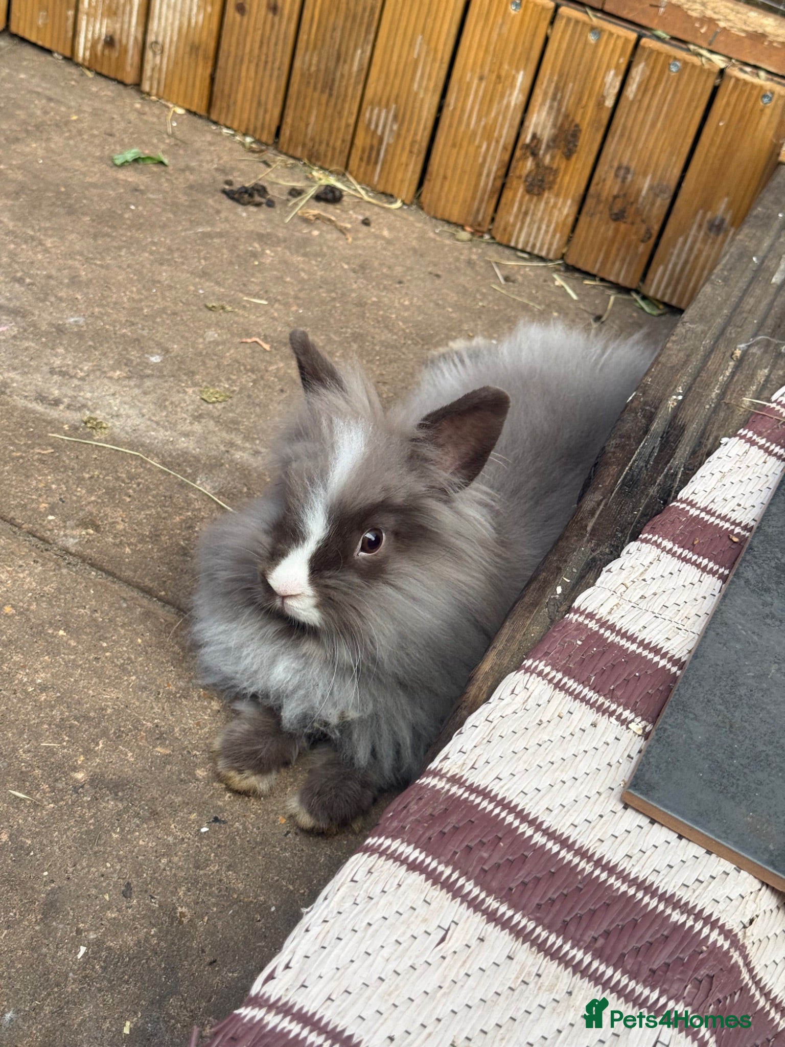 Angora rabbits 2 Bonded Does For Rehome - 5* homes only!!  - Advert 2
