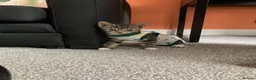 Domestic Shorthair cats for sale: Kitten for sale  - Advert 4