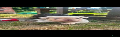 French Bulldog 1