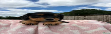 Springador 3