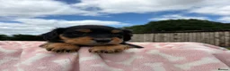 Springador dogs for sale: Beautiful springador puppies  - Advert 7