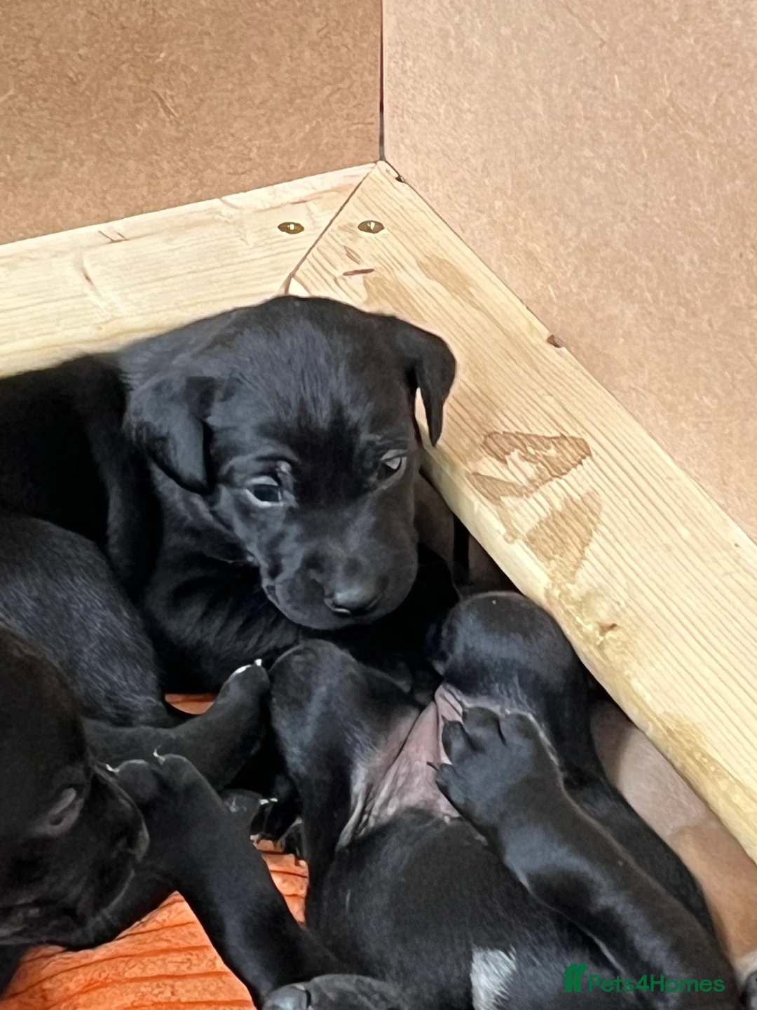 Labrador Retriever dogs for sale: Grayador Puppies - Advert 4