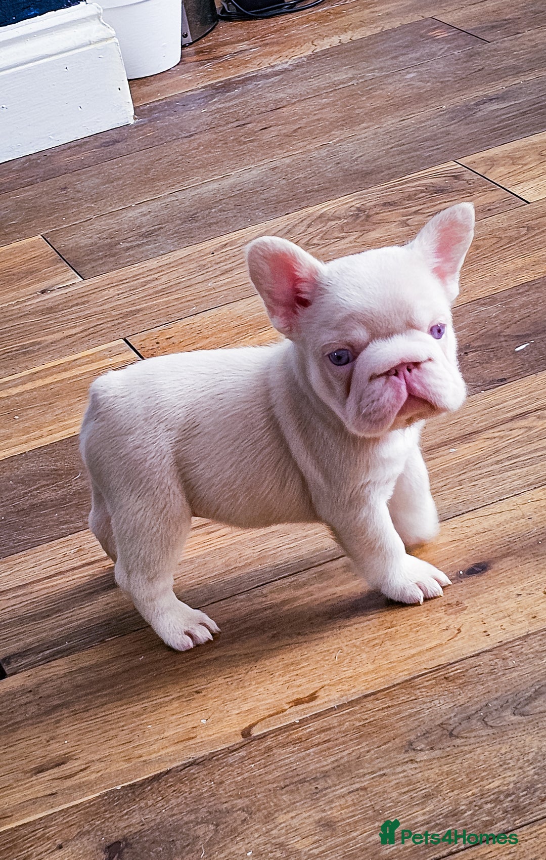 French Bulldog dogs for sale: Top Notch French Bulldog puppies  - Image 5