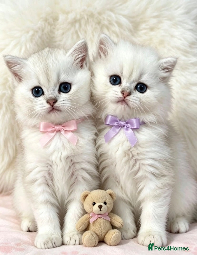 British Longhair cats ⭐️ SILVER TIPPED LUSH COATED KITTENS  ⭐️ - Advert 2