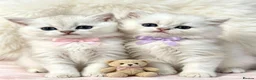 British Longhair cats for sale: ⭐️ BEAUTIFUL BLH & BSH FEMALE KITTENS   ⭐️ - Advert 6