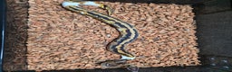 Python Snake reptiles for sale: Yellowbelly Piebald Het Dessert Ghost Ball Python - Advert 2