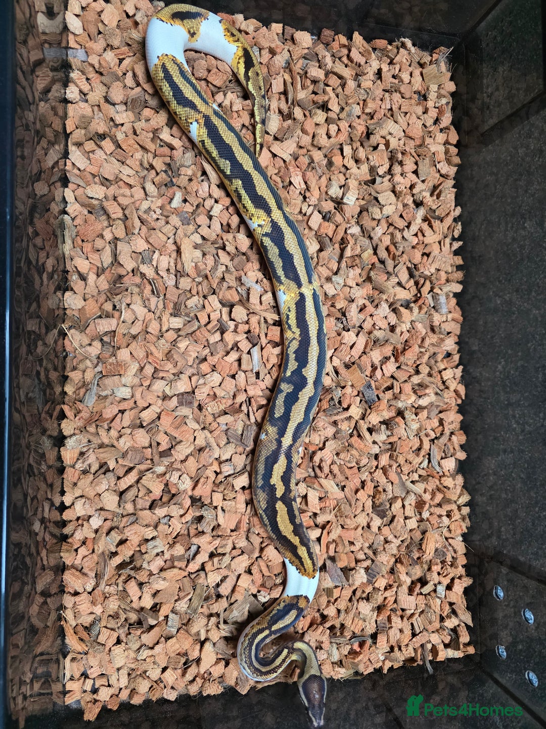 Python Snake reptiles for sale: Yellowbelly Piebald Het Dessert Ghost Ball Python - Advert 2