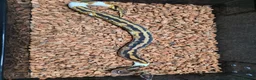 Python Snake reptiles for sale: Yellowbelly Piebald Het Dessert Ghost Ball Python - Advert 2