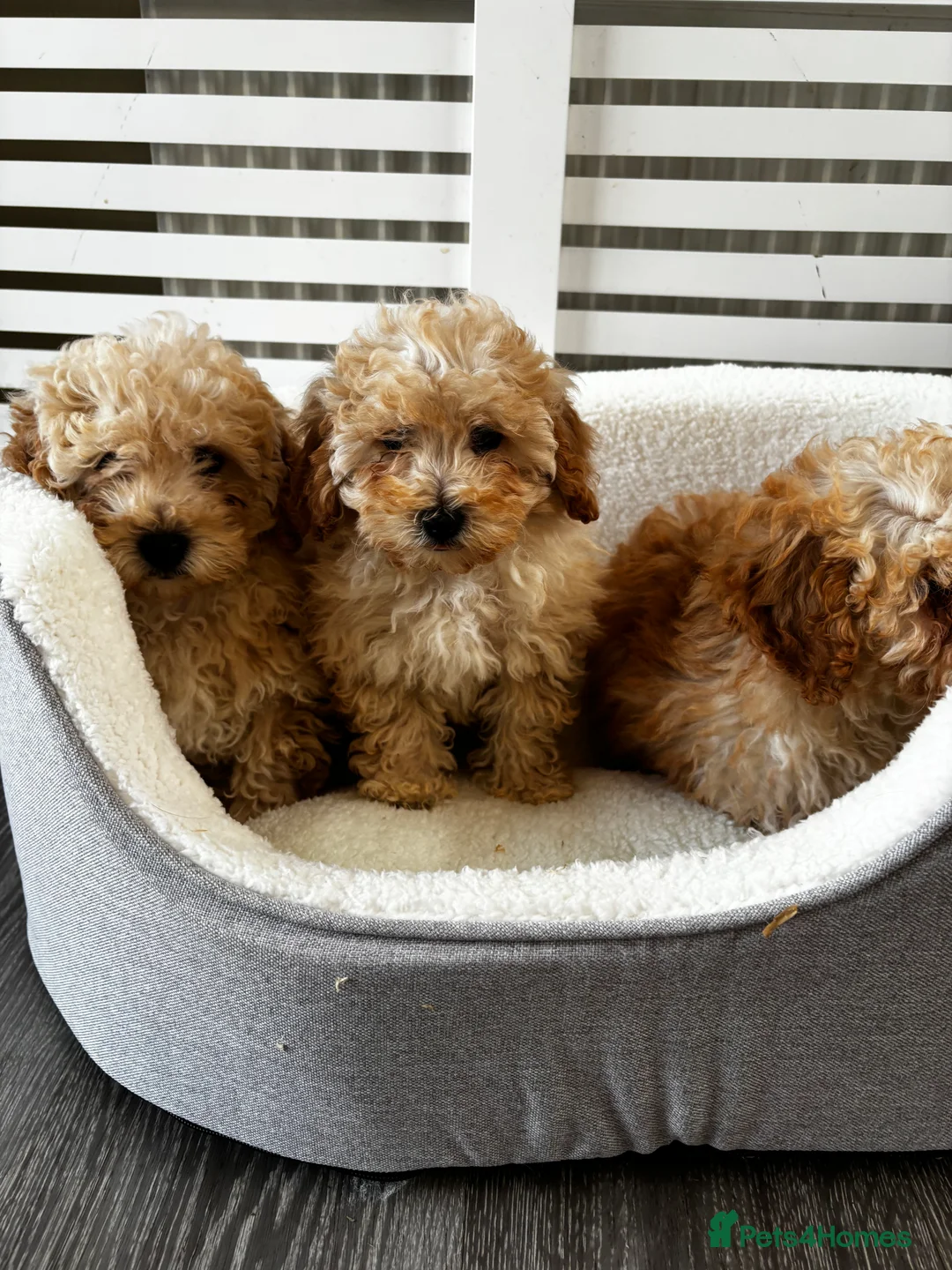 Cavapoo dogs for sale: Adorable Cavapoo puppies  in Stoke-on-Trent - Advert 2