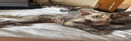 Devon Rex cats for sale: Enchantirex Devon Rex – 2026 Waiting List Now Open - Advert 5