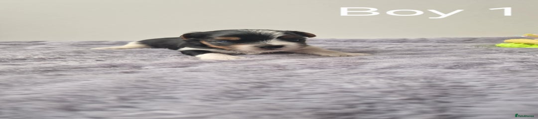 Biewer Terrier Puppy 4