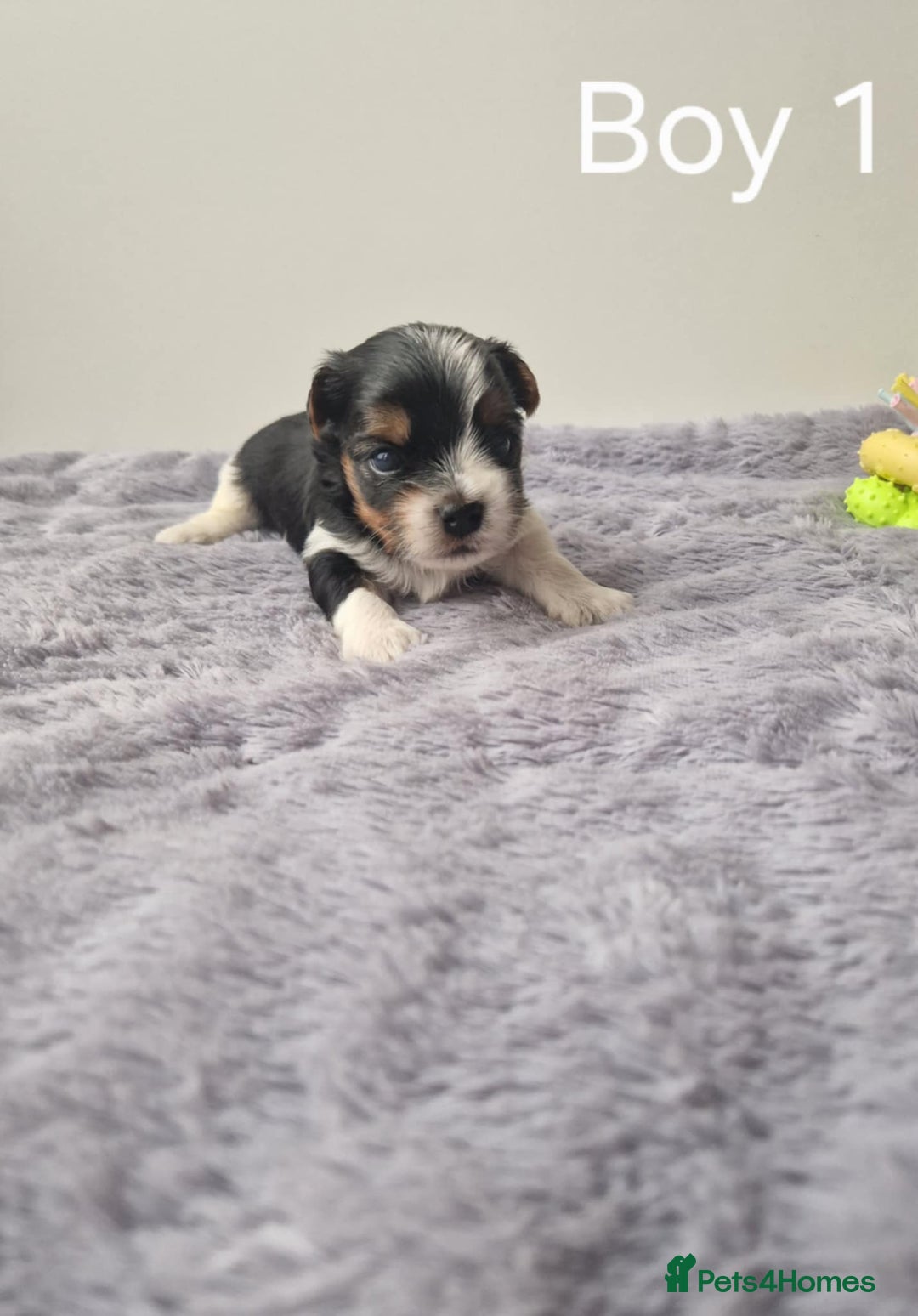 Biewer Terrier dogs for sale: Yorkshire Biewer Terriers Puppies - Image 9