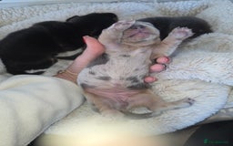 Miniature Dachshund dogs for sale: Miniature smooth dachshund  - Image 7
