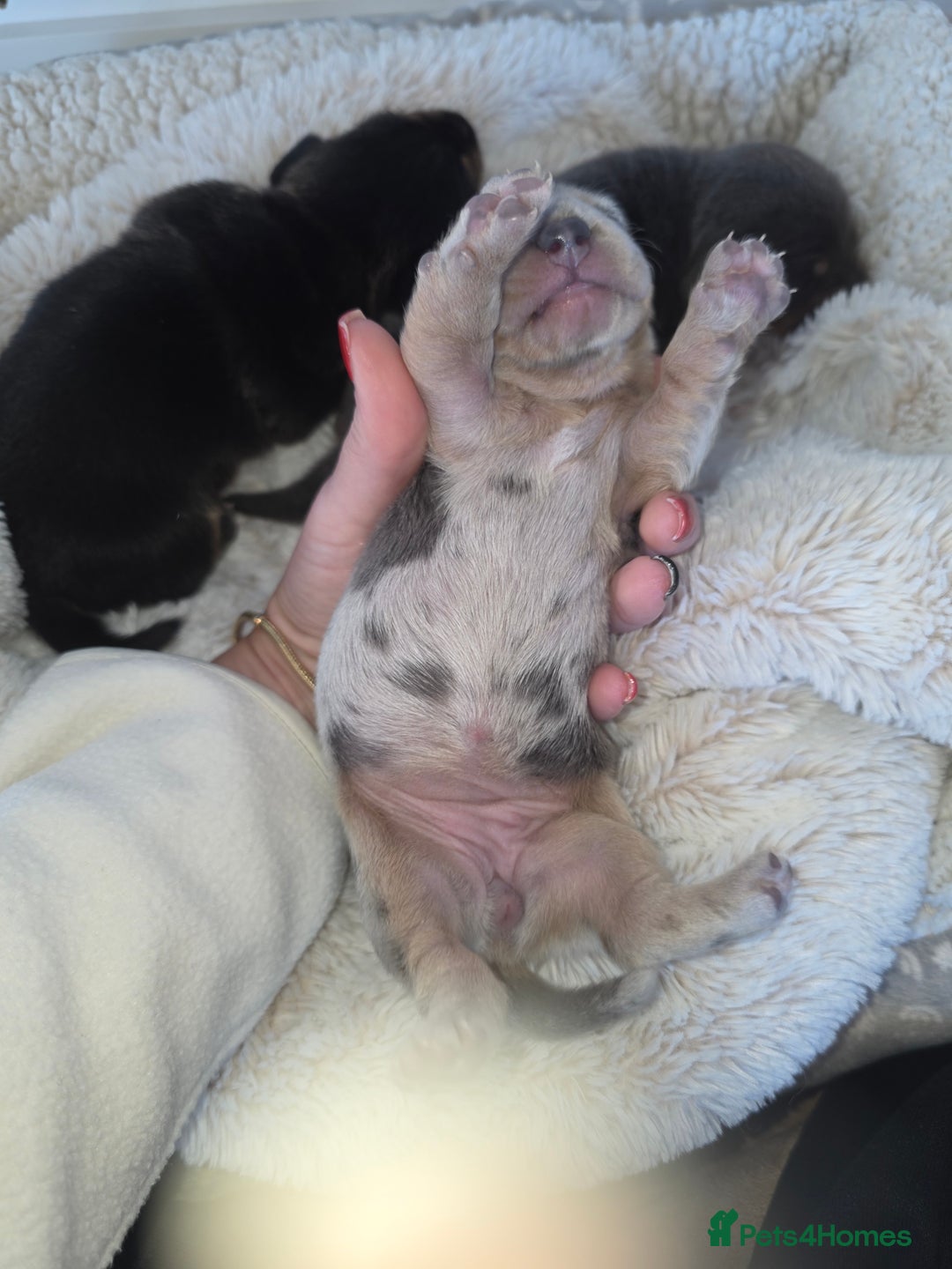Miniature Dachshund dogs for sale: Miniature smooth dachshund  - Image 7