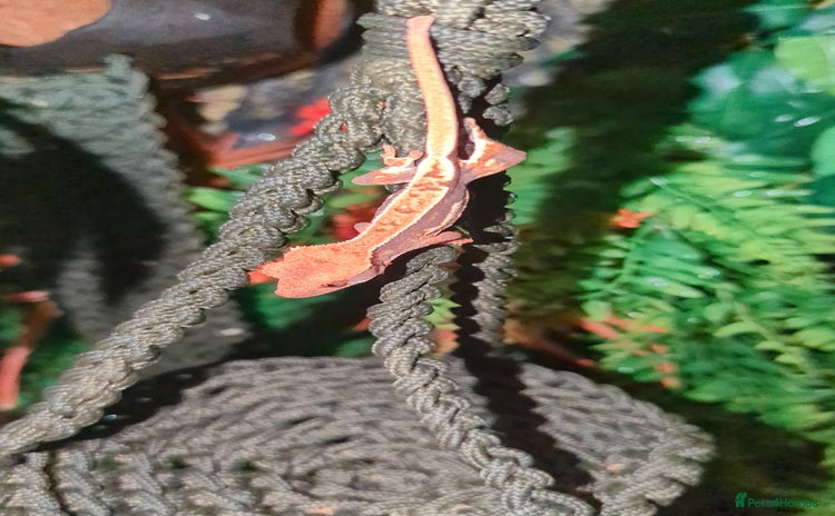 Gecko reptiles - Advert 12