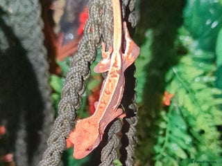 Gecko reptiles - Advert 11