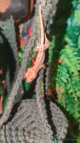 Gecko reptiles - Advert 10