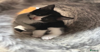 Russian Blue cats - Advert 6