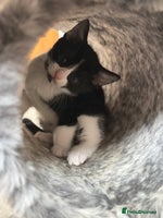 Russian Blue cats - Advert 6