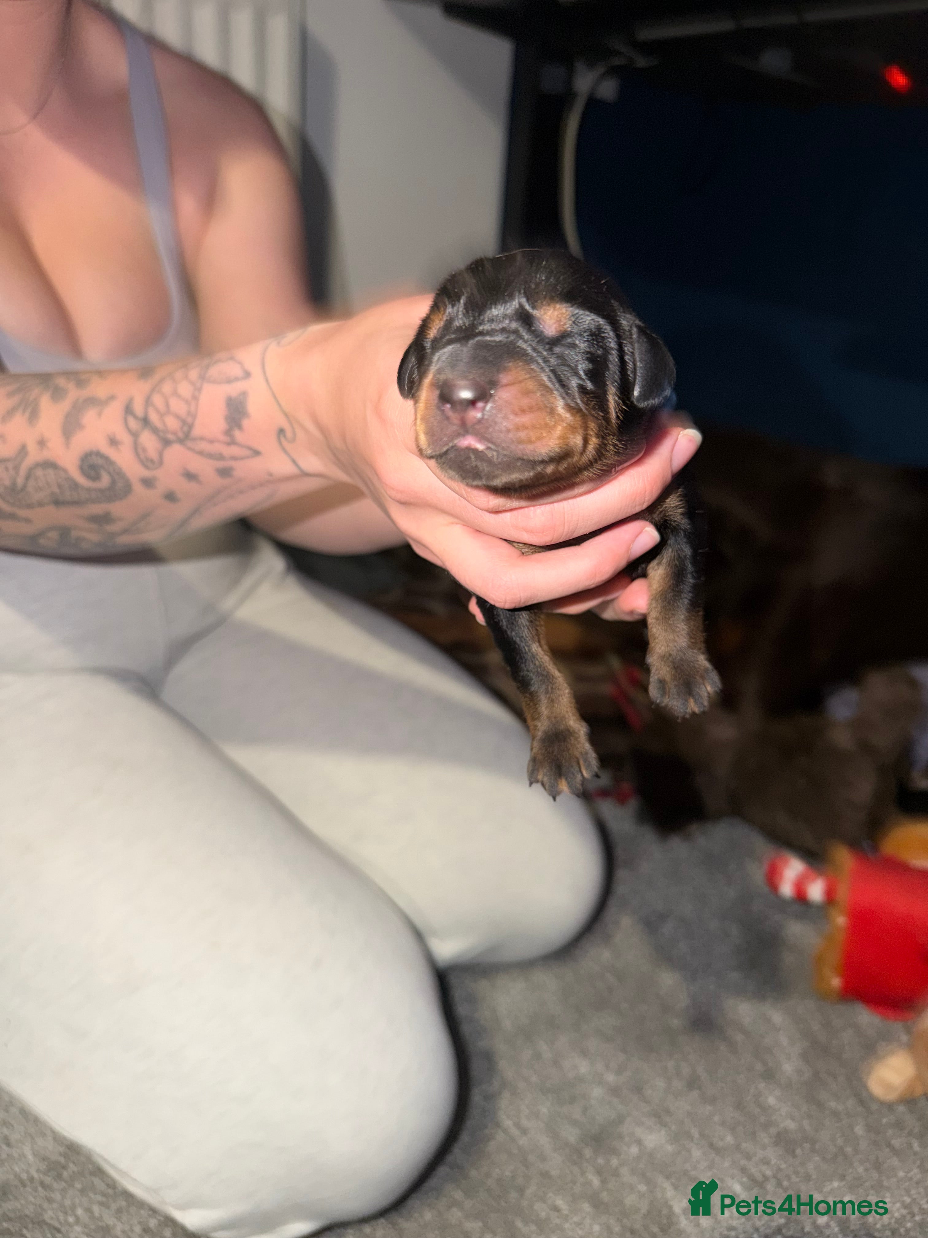 Dobermann dogs for sale: 6 Beautiful Doberman Puppies - Advert 3
