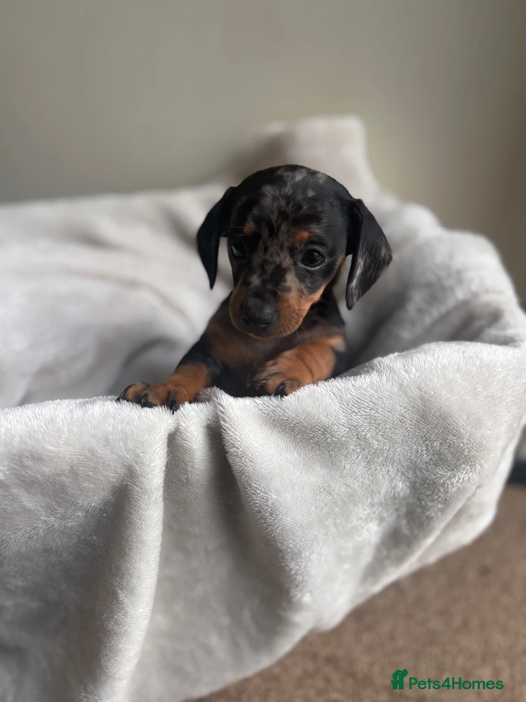 Miniature Dachshund dogs for sale: Miniture dachshund girl - Advert 10