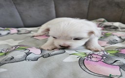 Maltese dogs for sale: 🐾 Adorable Maltese Puppies 🐾  - Image 7