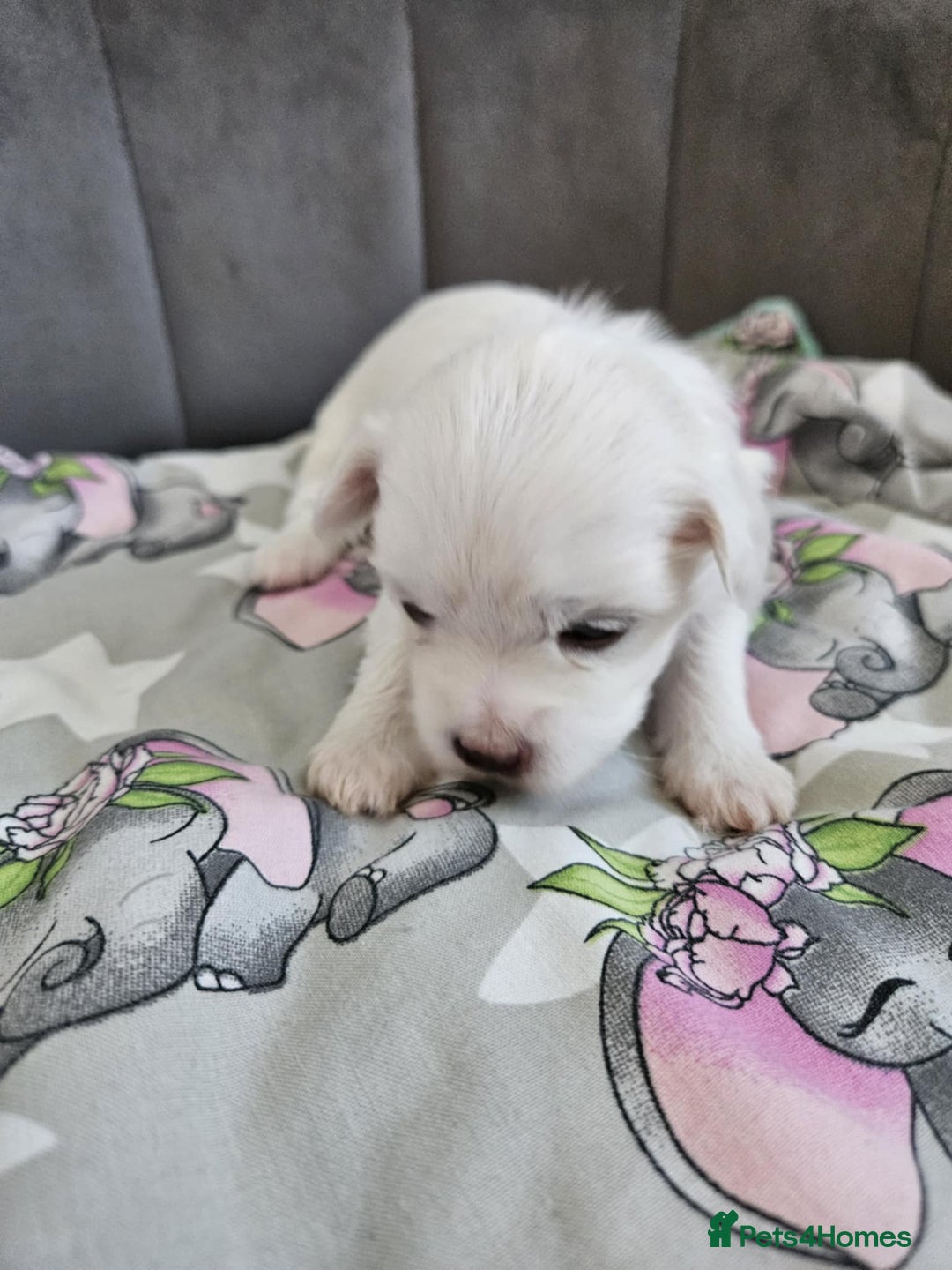 Maltese dogs for sale: 🐾 Adorable Maltese Puppies 🐾  - Image 7