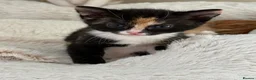 Mixed Breed cats for sale: Beautiful coloured kittens - Advert 2