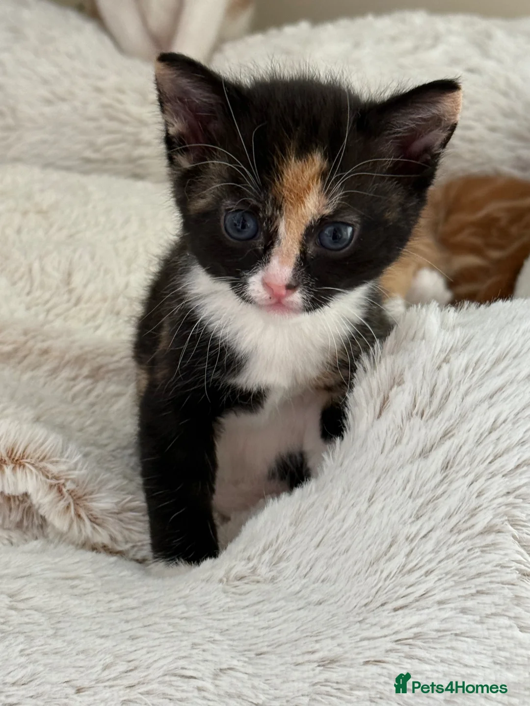 Mixed Breed cats for sale: Beautiful coloured kittens - Advert 2