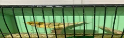Canaries birds for sale: Male Canaries - Advert 5