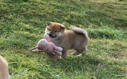 Japanese Shiba Inu dogs for sale: Multi Champion bloodline Shiba Inu pups for sale - Image 14