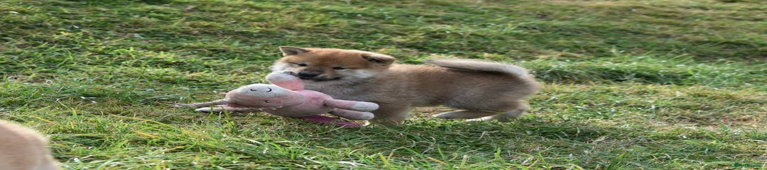 Japanese Shiba Inu Puppy 3