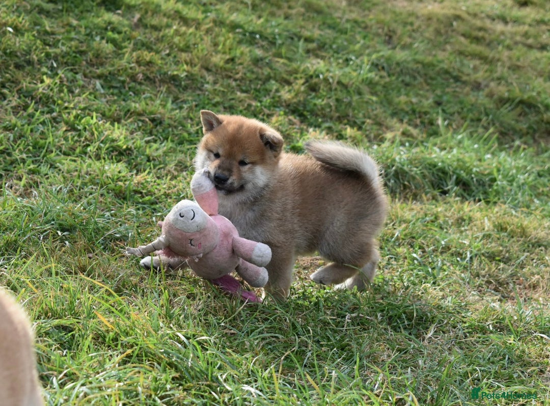 Japanese Shiba Inu dogs for sale: Multi Champion bloodline Shiba Inu pups for sale - Image 14